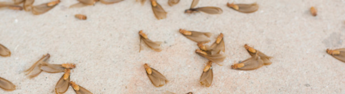 Descupinização Profissional 24 HORAS